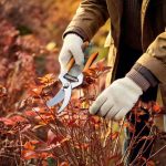 Giardinaggio per principianti: quando e come potare le piante perenni in 4 semplici passi