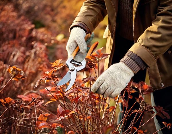 Giardinaggio per principianti: quando e come potare le piante perenni in 4 semplici passi
