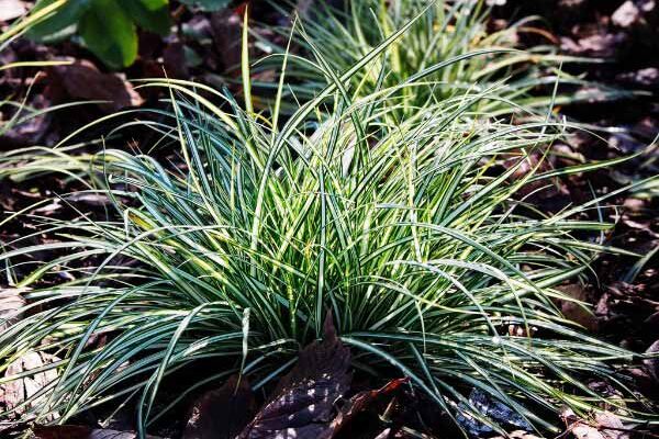 Come moltiplicare i carex?