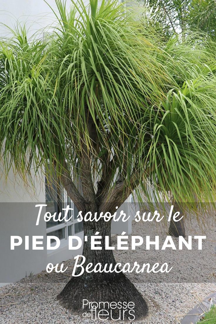 Schede piante Tutto quello che c'è da sapere sul Beaucarnea piede d'elefante