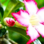 Adenium - Rosa del Deserto: coltivazione e cura