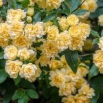 Rose di Banks: scopri queste esuberanti rose liana!