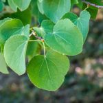 Cercidiphyllum, Albero del caramello: come potarlo?