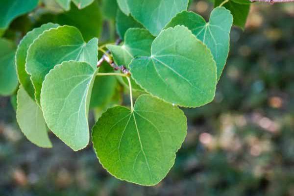 Cercidiphyllum, Albero del caramello: come potarlo?