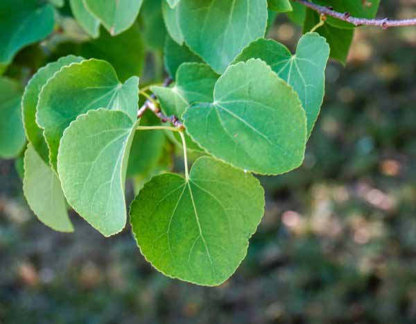 Cercidiphyllum, Albero del caramello: come potarlo?