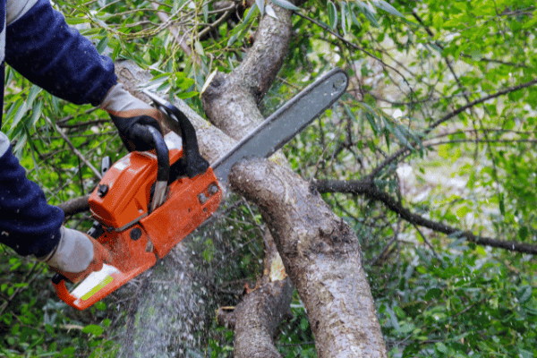 Giardinaggio per principianti: tagliare un albero in sicurezza in 5 semplici passi