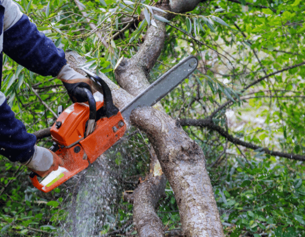 Giardinaggio per principianti: tagliare un albero in sicurezza in 5 semplici passi