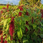 Come raccogliere e utilizzare l'amaranto in cucina?