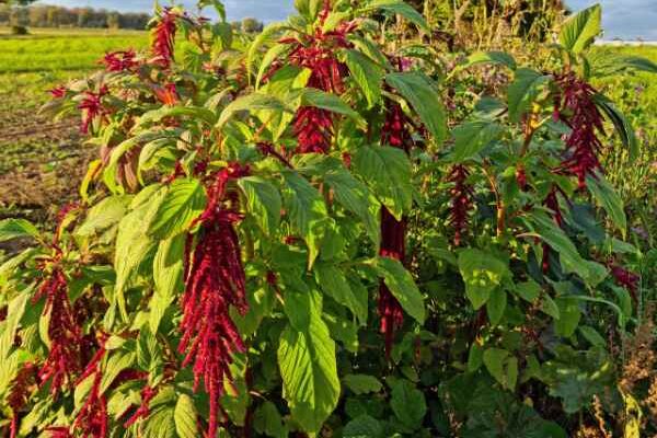 Come raccogliere e utilizzare l'amaranto in cucina?