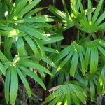 Gli arbusti esotici dal fogliame lussureggiante: per un giardino che trasporta altrove!
