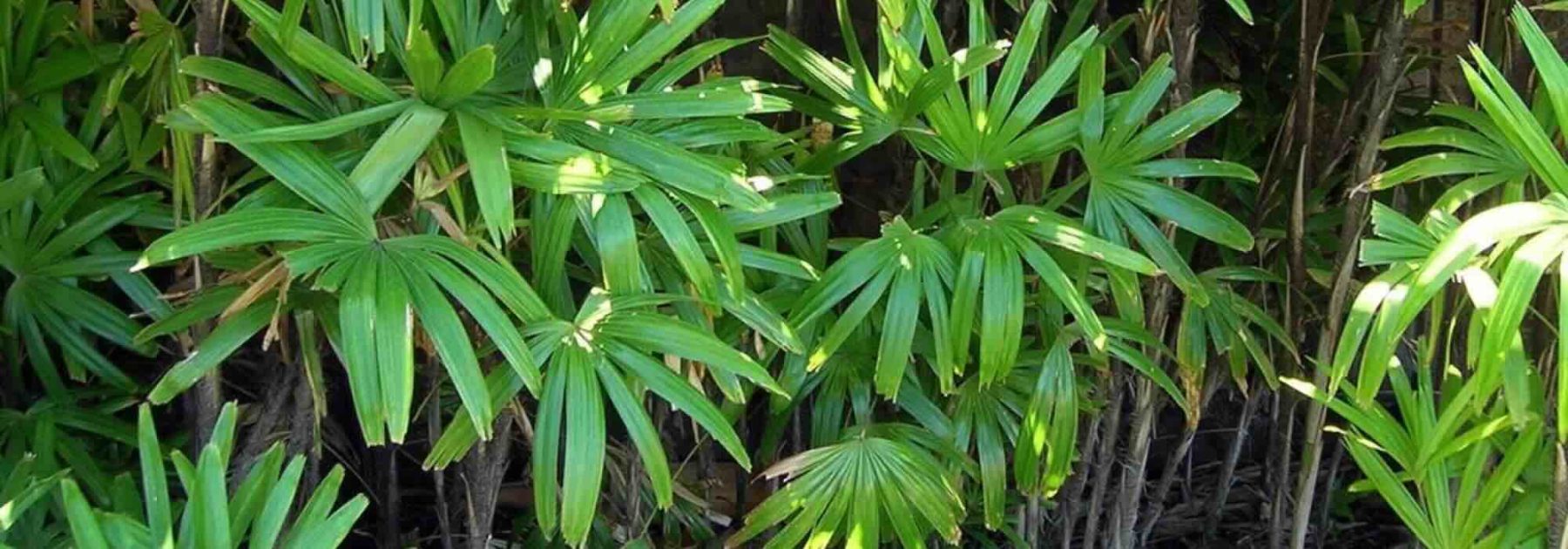 Gli arbusti esotici dal fogliame lussureggiante: per un giardino che trasporta altrove!