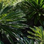 Gli arbusti esotici dal fogliame grafico: struttura il tuo giardino con stile