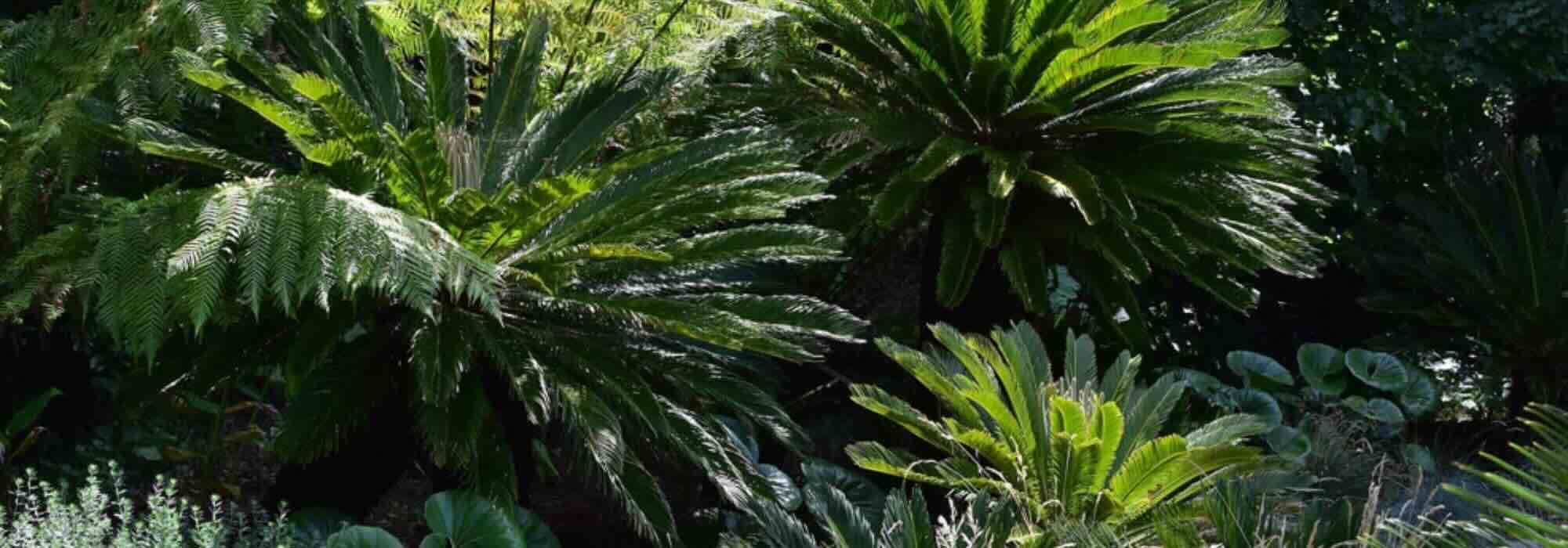 Gli arbusti esotici dal fogliame grafico: struttura il tuo giardino con stile