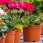 Come moltiplicare il pelargonium o geranio da balcone?