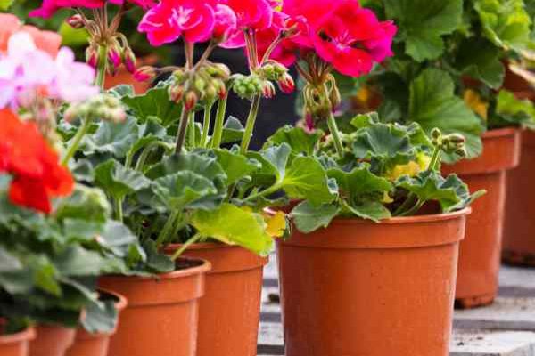 Come moltiplicare il pelargonium o geranio da balcone?