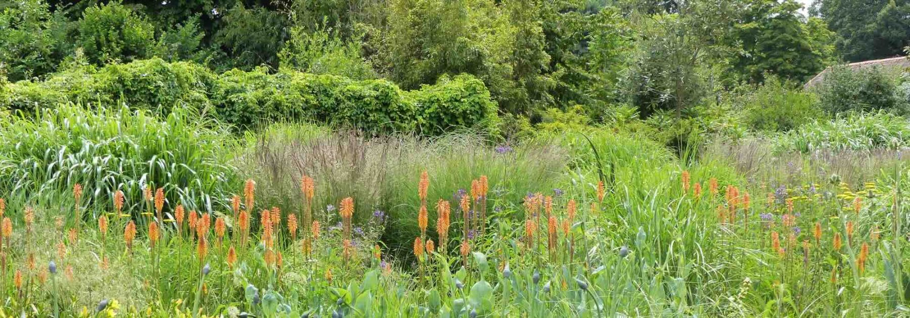 Graminacee XXL: le varietà imperdibili per dare volume alle aiuole