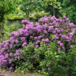 Come margottare facilmente il rododendro?
