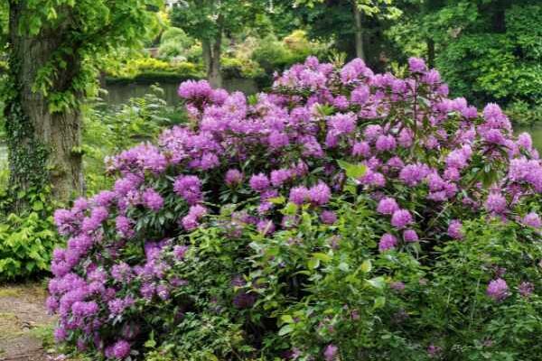 Come margottare facilmente il rododendro?