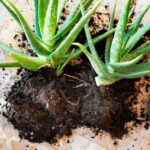 Come moltiplicare facilmente le piante di aloe?