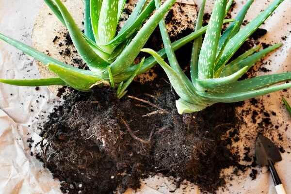 Come moltiplicare facilmente le piante di aloe?