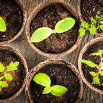 Giardinaggio per principianti: riuscire nei primi semenzai in 7 semplici passi