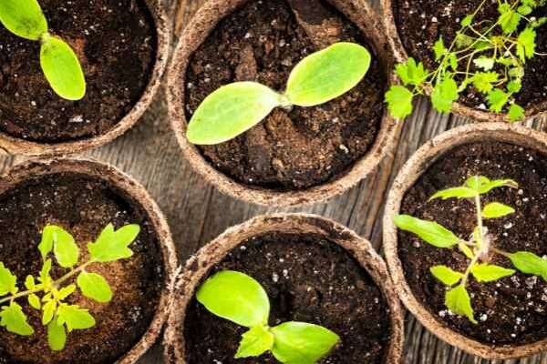 Giardinaggio per principianti: riuscire nei primi semenzai in 7 semplici passi
