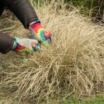 Quando e come potare il Panic eretto o Panicum?