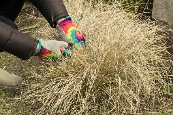 Quando e come potare il Panic eretto o Panicum?