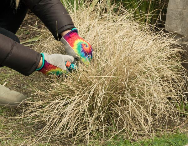 Quando e come potare il Panic eretto o Panicum?