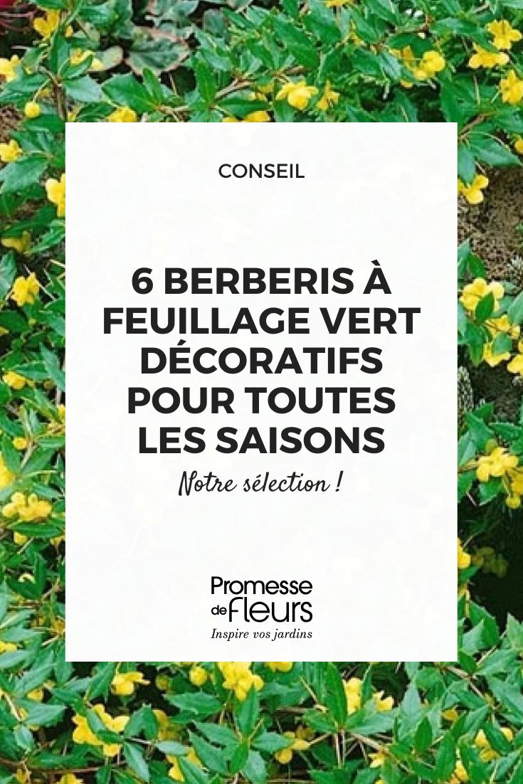 6 Berberis a fogliame verde: arbusti robusti e decorativi per tutte le stagioni (2) Il crespino 'Chenaultii'