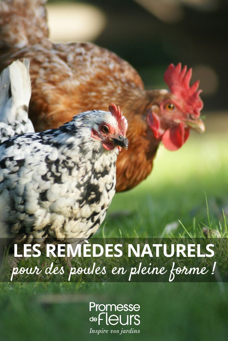 Adotta i rimedi naturali per galline in piena forma (1) galline curate in modo naturale
