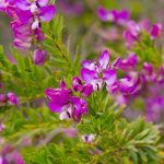 Come abbinare il Polygala?