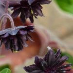 Come abbinare le piante perenni a fiori neri?