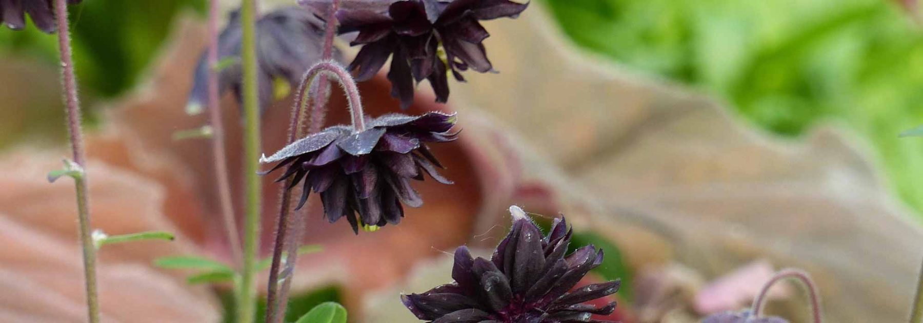 Come abbinare le piante perenni a fiori neri?