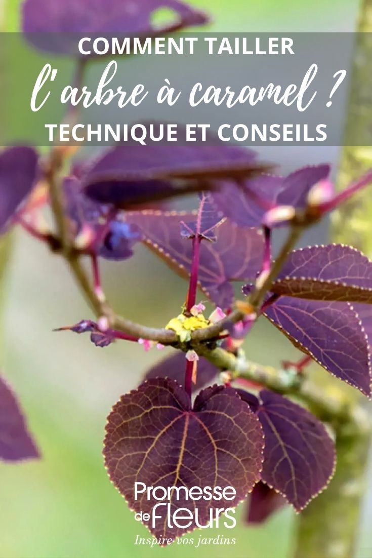 foglie di Cercidiphyllum