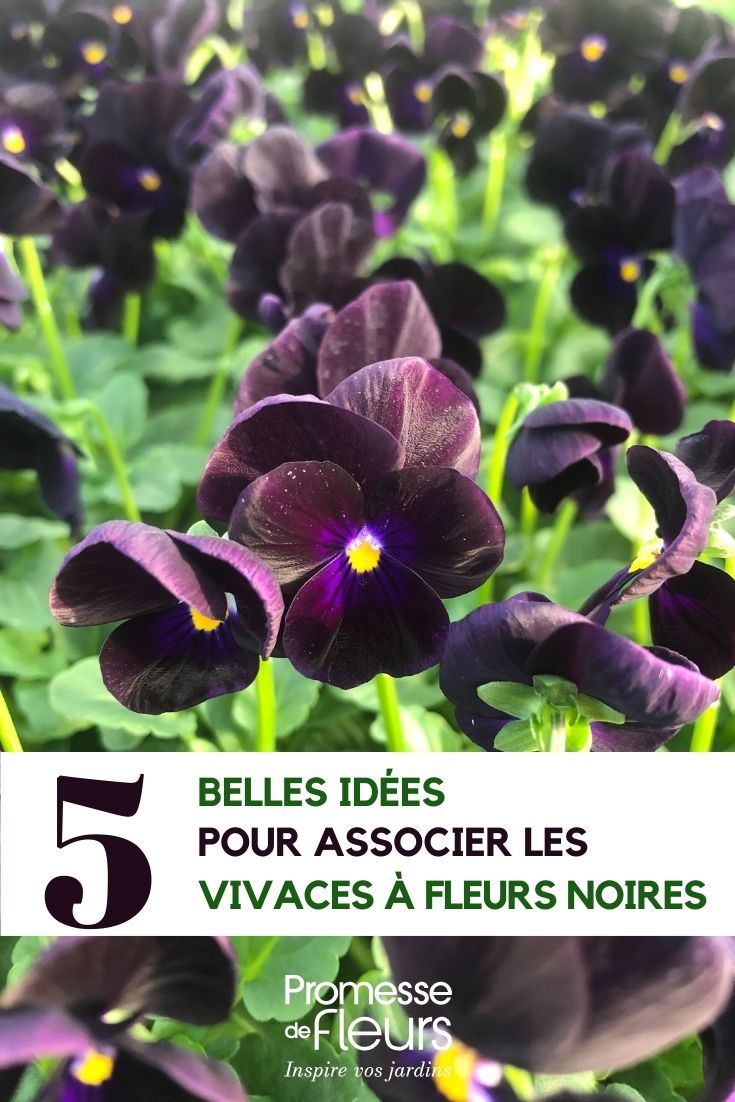 Come abbinare le piante perenni a fiori neri Viola-Sorbet-Black-Delight