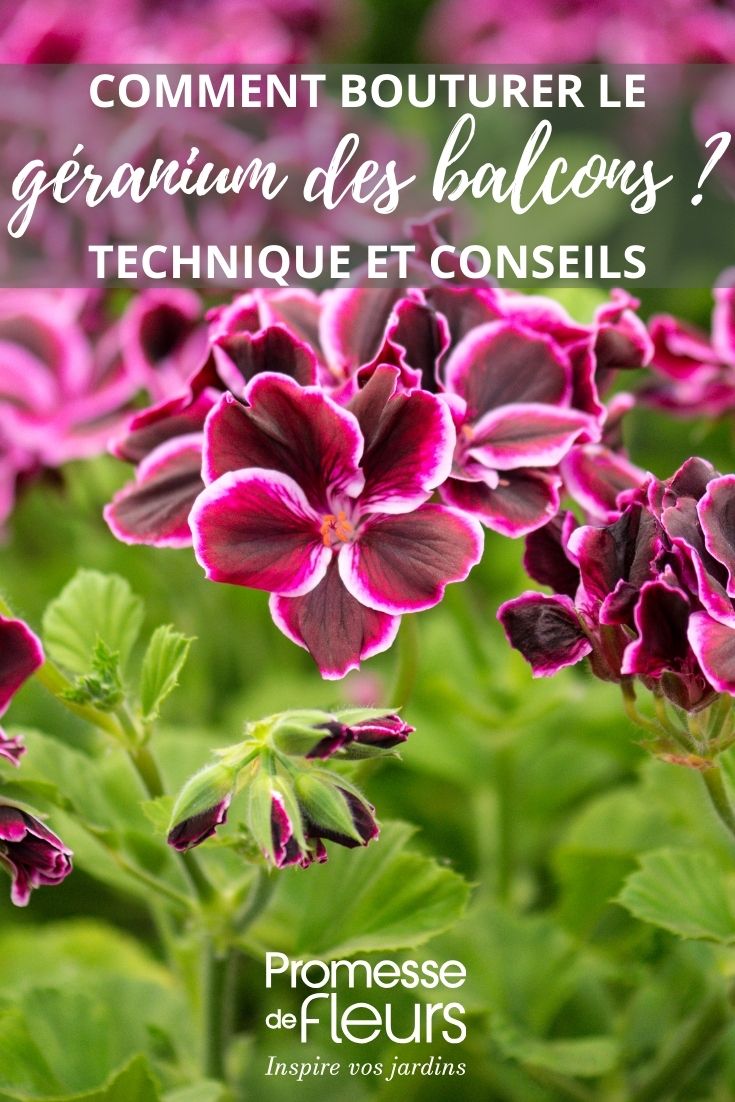 fiori di pelargonio
