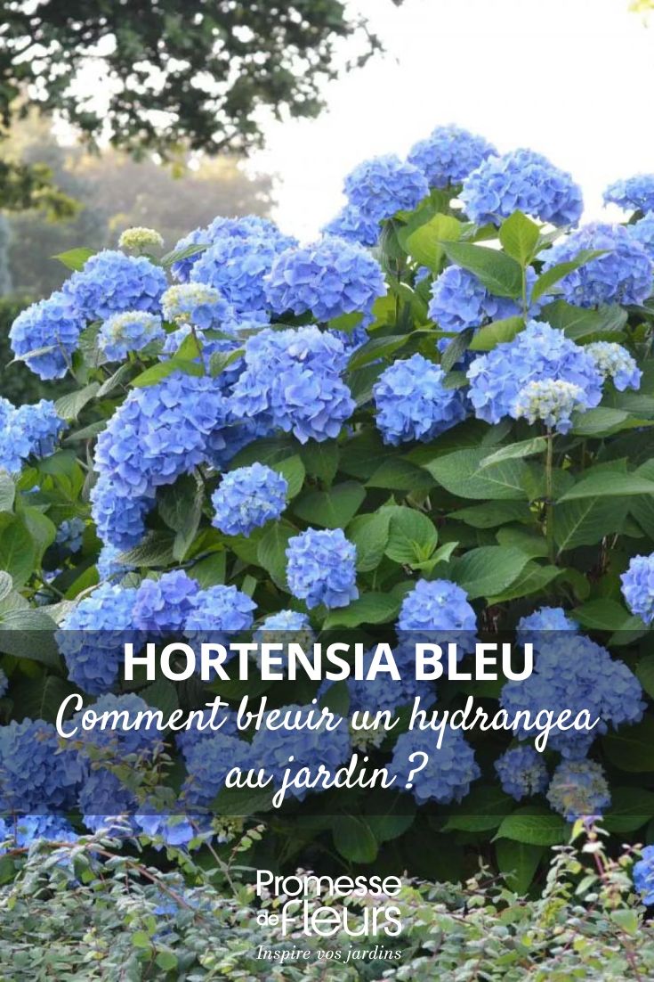 Come ottenere un'ortensia blu in giardino ortensia a fiori blu