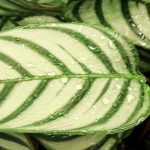 Ctenanthe: piantare, coltivare, curare