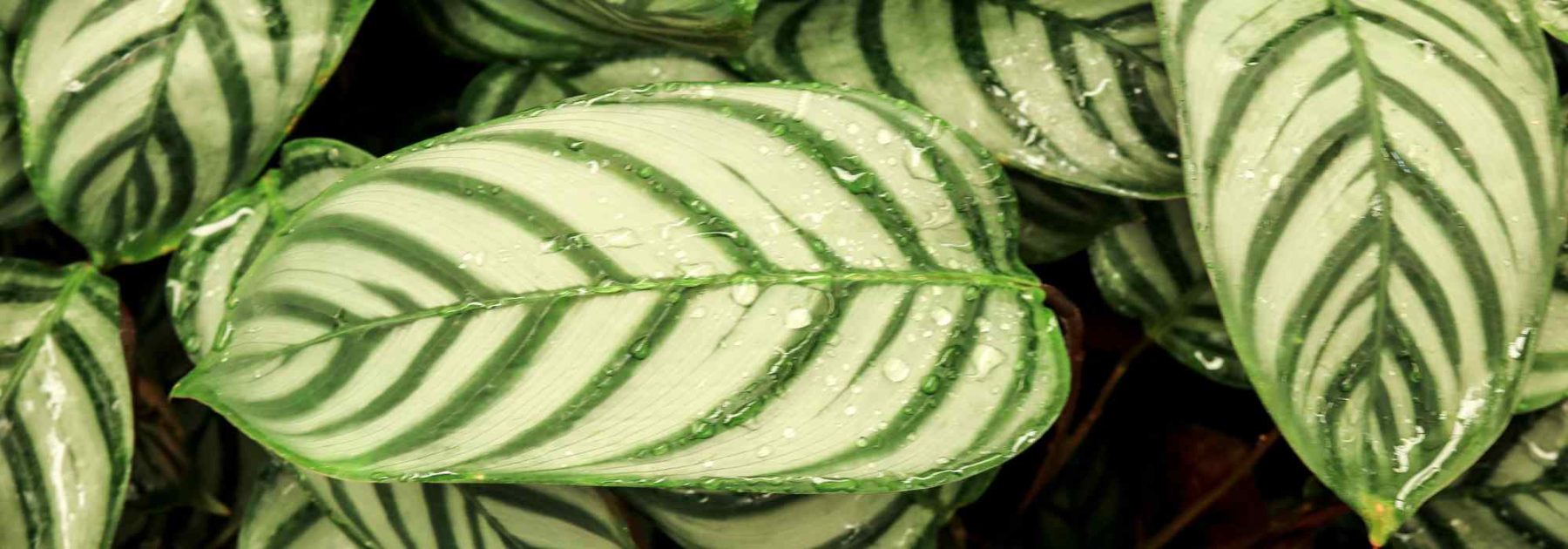 Ctenanthe: piantare, coltivare, curare