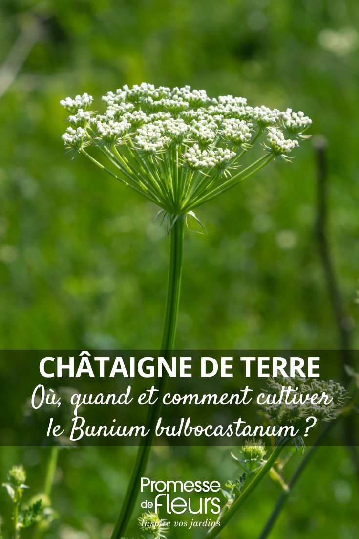 Coltivare il castagno di terra: dove, quando e come (1) Bunium bulbocastanum