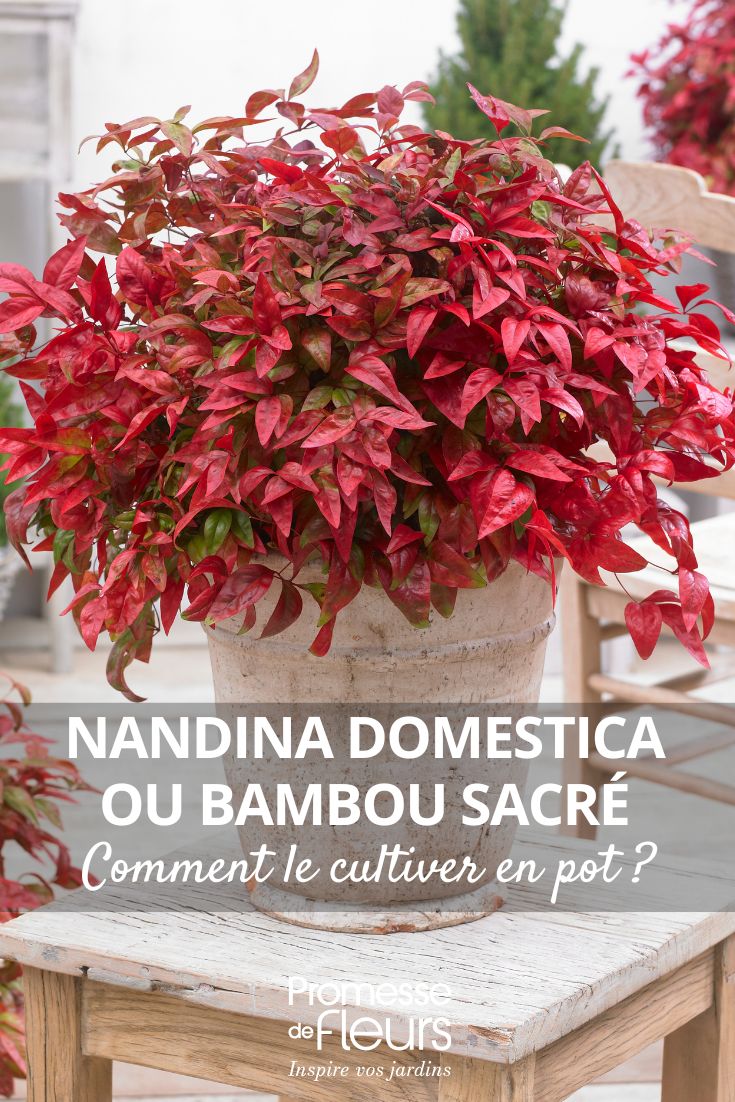 un Nandina domestica in vaso