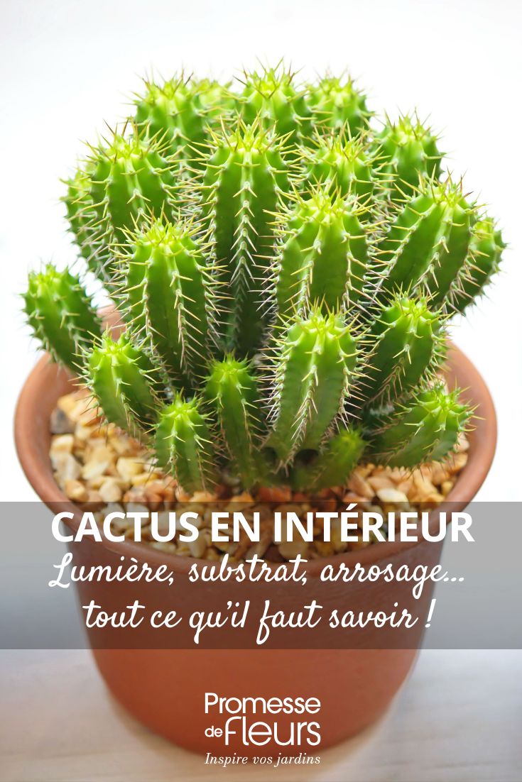 Coltivare i cactus in casa: luce, substrato, annaffiatura... tutto quello che c'è da sapere! prendersi cura dei cactus in vaso