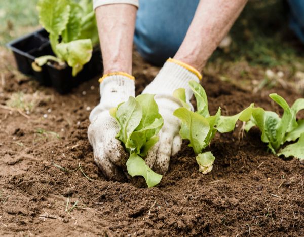 Giardinaggio per principianti: come trapiantare le giovani piantine in 5 semplici passi