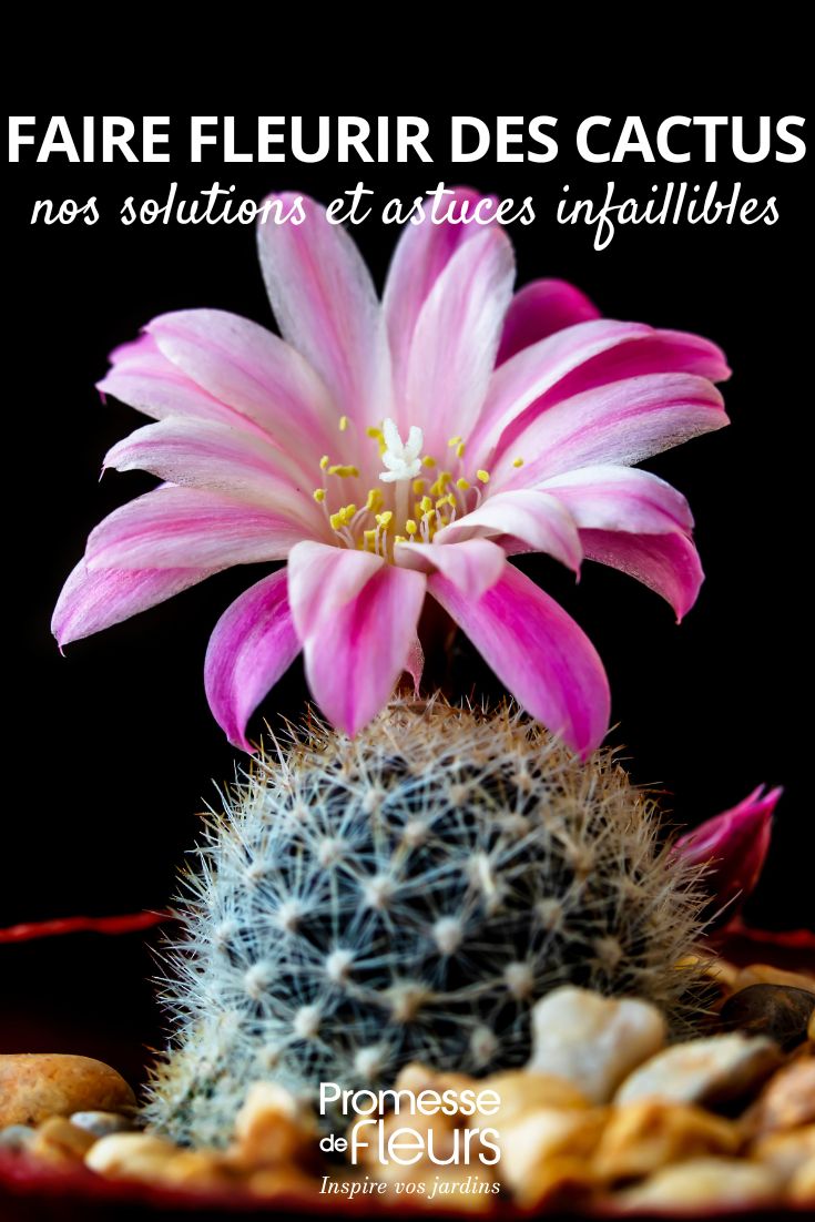 Far fiorire i cactus: le nostre soluzioni e trucchi infallibili i nostri consigli per far fiorire i cactus