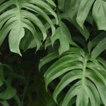 Monstera: coltivazione e cura