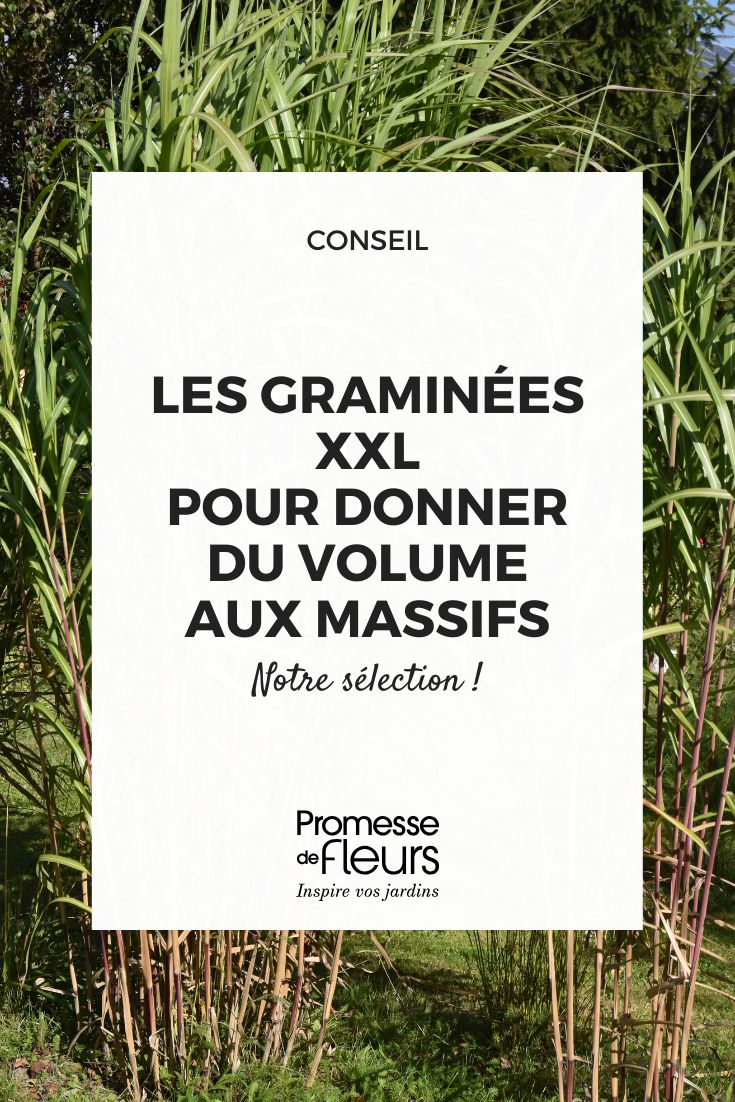 Graminacee XXL: le varietà imperdibili per dare volume alle aiuole Graminacee XXL: le varietà imperdibili per dare volume alle aiuole