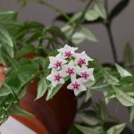Hoya, Fiore di Porcellana: Coltivazione e cura