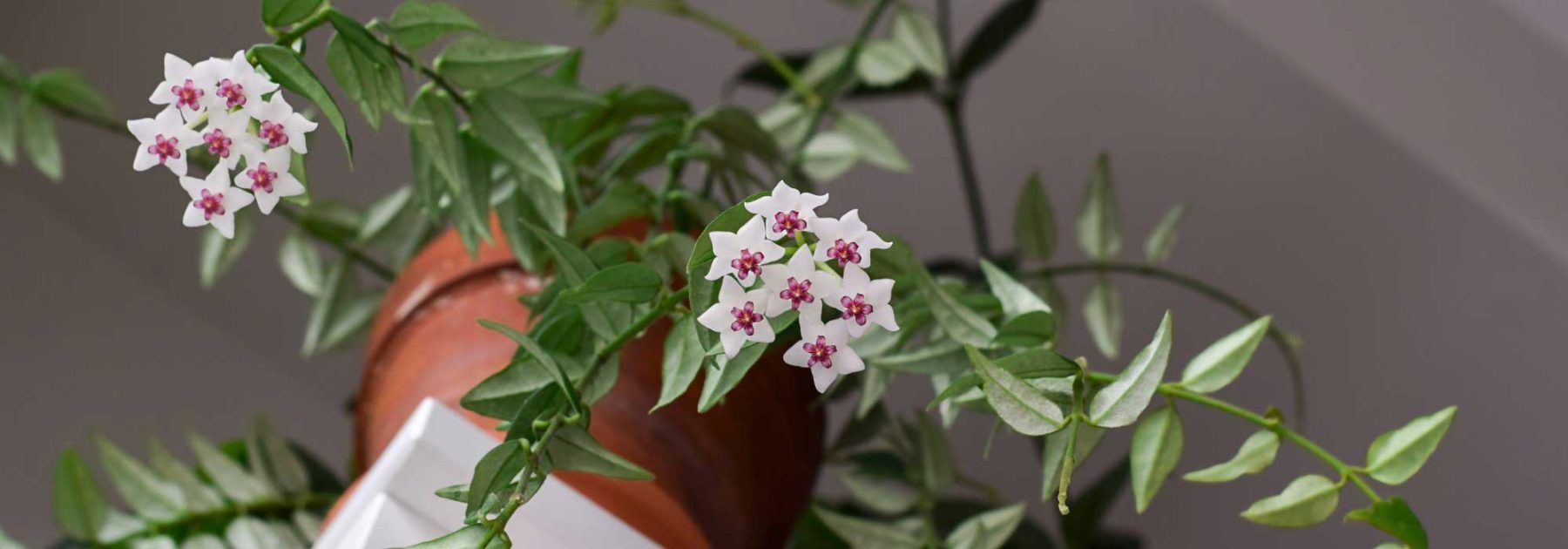 Hoya, Fiore di Porcellana: Coltivazione e cura