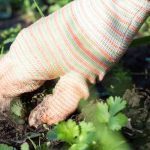Giardinaggio per principianti: come diserbare facilmente e senza prodotti chimici?
